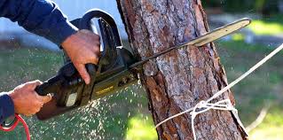 Best Firewood Processing and Delivery  in Wayne, WV
