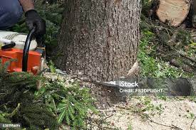 Best Tree Preservation Services  in Wayne, WV