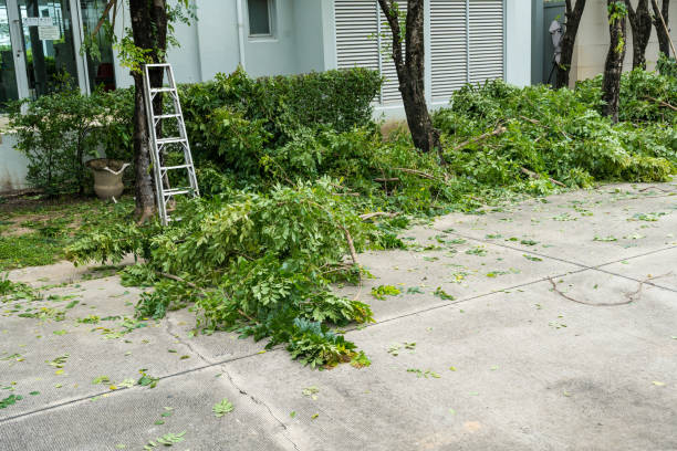 Best Hedge Trimming  in Wayne, WV