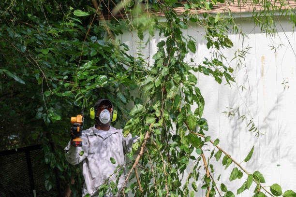 Best Tree and Shrub Care  in Wayne, WV